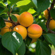 5ft 'Tomcot' Apricot Tree | Bare Root | 1 Years Old